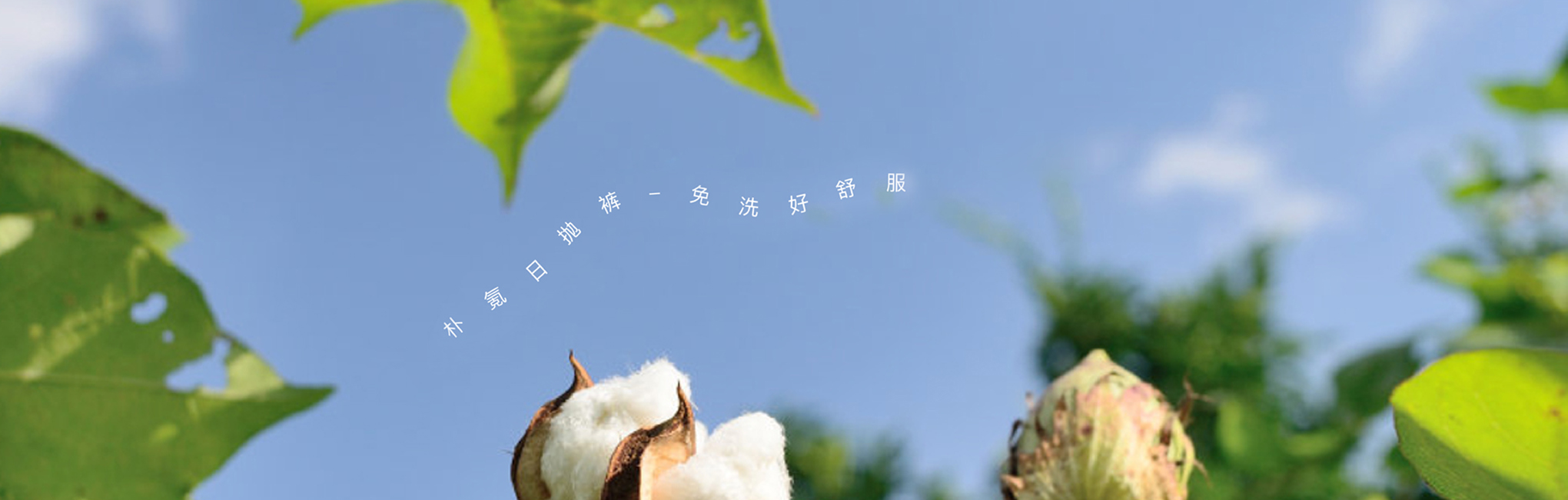 朴氪-纯棉卫品