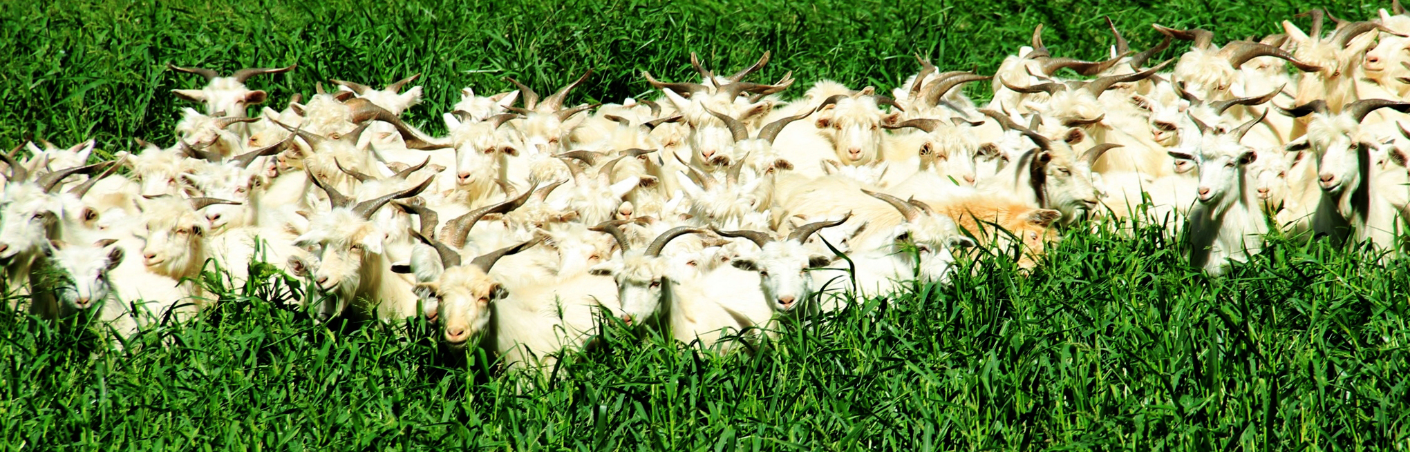 瑞源香-品牌全案设计